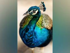 
      
      Researchers find birds' dazzling iridescence linked to...
      
      
