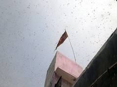 
      
      India to deal with locust attack with aerial spray
      
      