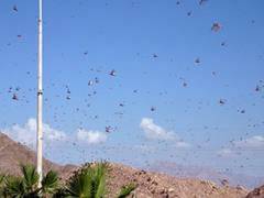 
      
      India proposes coordinated response to tackle locust attack;...
      
      
