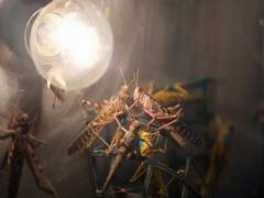 
      
      Pakistan takes steps to control locust attack
      
      