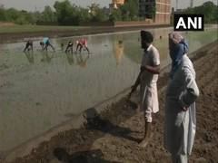 
      
      Farmers in Ludhiana face shortage of labourers as they begin...
      
      