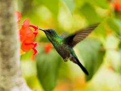
      
      Rapid evolution in foxgloves pollinated by hummingbirds: Study
      
      