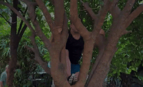 
      
      Salman Khan effortlessly climbs tree
      
      