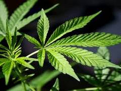 
      
      Can marijuana be an effective pain killer?
      
      