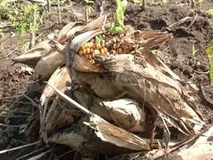 
      
      Maharashtra: Incessant rain damage crops in Aurangabad
      
      