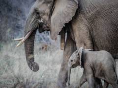 
      
      Viral Video shows a baby elephant being escorted in 'Z+++ 'Securi
      
      