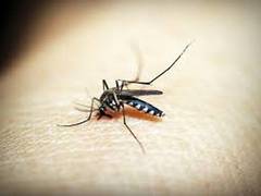
      
      Hyderabad witnessing spurt in vector, water-borne diseases...
      
      