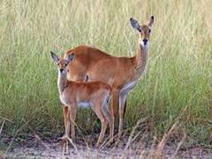 
      
      Mammals' brain size, fertility may depend on who cares for...
      
      