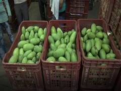 
      
      Malihabad's Dasheri mangoes make an appearance in Lucknow market
      
      