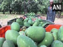 
      
      UP: Mango sales dip due to COVID-19 lockdown
      
      