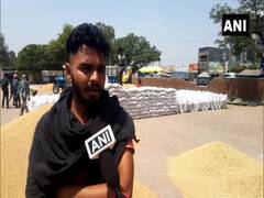 
      
      Ludhiana farmers complain of shortage of gunny bags  
      
      