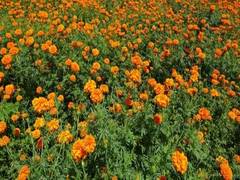 
      
      Carpet made using Banglore's marigold flower enters Guinness...
      
      