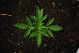 
      
      Marijuana among teens decreases after legalisation
      
      