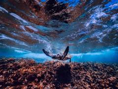 
      
      Shifting ocean closures best way to protect animals from...
      
      