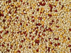 
      
      Regular millet consumption can combat anaemia: Study
      
      