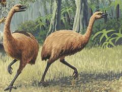
      
      DNA provides insights at Moa and climate change
      
      