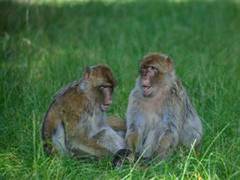 
      
      Study focuses on socially motivated behaviour in monkeys
      
      