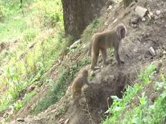 
      
      Monkeys move to rural areas amid lockdown in HP
      
      