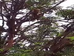 
      
      Monkeys run away with blood test samples in Meerut college;...
      
      