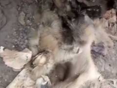 
      
      15 monkeys die due to heat stroke, water scarcity in MP forest
      
      