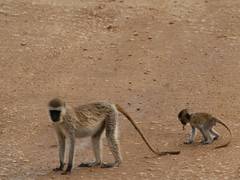 
      
      Even animals benefit from social distance to prevent disease
      
      