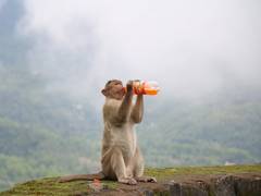 
    Scientists reveal brain mechanism that determines decisions about sharing 
    