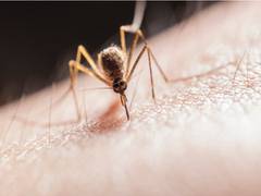
      
      Scientists find transmission chain-breaker, give new hope for...
      
      