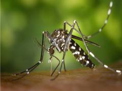 
      
      Study finds malaria control in young children saves lives...
      
      
