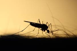 
      
      Mosquito-borne diseases set to flourish as climate gets warmer
      
      