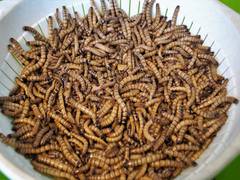 
      
      New research on reading the mind of worms
      
      
