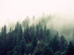
      
      Study shows forests play greater role in depositing toxic...
      
      