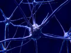 
      
      Neuron activity encodes value of options and determines the...
      
      