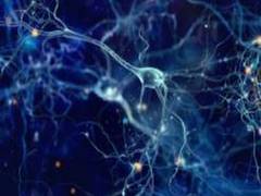 
      
      Researchers study processes of protein quality control in...
      
      