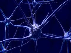 
      
      Neurons help in reducing seizures in newborns: Study
      
      