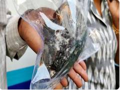 
      
      Two arrested for smuggling 'whale vomit' in Maharashtra
      
      