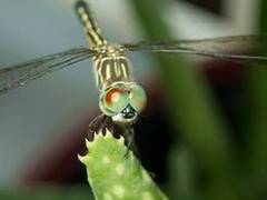 
      
      World is facing extensive insect decline: Study
      
      