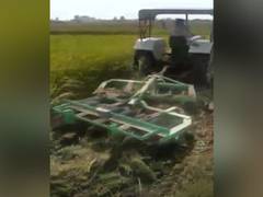 
      
      Farmer destroys 4.5 acres of standing paddy crop as he did...
      
      