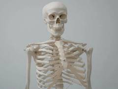 
      
      Immune cells from skull bone marrow guard the brain, spinal...
      
      