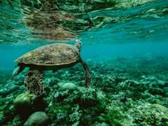 
      
      Tiny organisms shed big light on ocean nutrients: Study
      
      