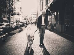 
    Older adults at risk of injuries, factures for walking dogs: Study
    