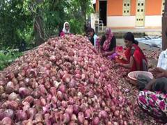 
      
      Onion prices go up as crops damaged by rainfall, consumers...
      
      