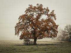 
      
      For trees, carbs are key to surviving insect defoliation: Study
      
      