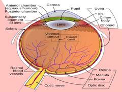 
      
      Researchers discover stem cells in optic nerve that preserve...
      
      