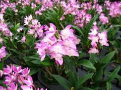 
      
      Uttarakhand Forest Dept discovers Rare orchid species, found...
      
      