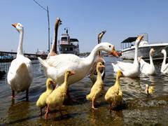 
      
      Odisha govt mounts strict vigil to check Bird Flu
      
      