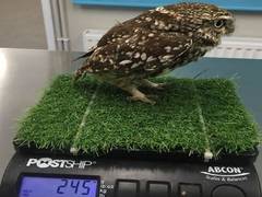 
      
      Obese wild owl set free after 'strict' dieting
      
      