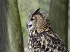 
      
      Law enforcement agencies warned against trading and poaching...
      
      