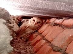 
      
      Lakshadweep Administration implements project Barn Owls to...
      
      
