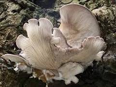 
      
      Sun-exposed oyster mushrooms helpful for tuberculosis...
      
      