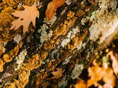 
      
      Fungal growth in plants can be inhibited by modified yeast
      
      